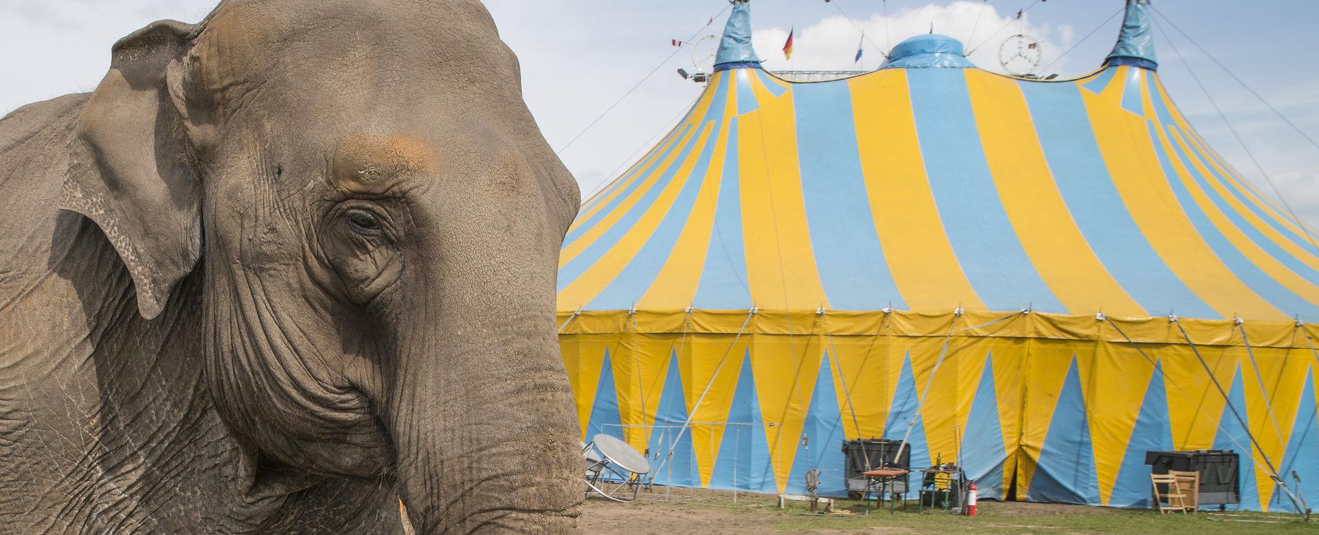 elephant outside circus waiting to perform.jpg